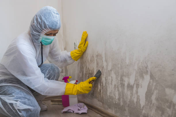 Best Commercial Mold Inspection  in Louisville, NE