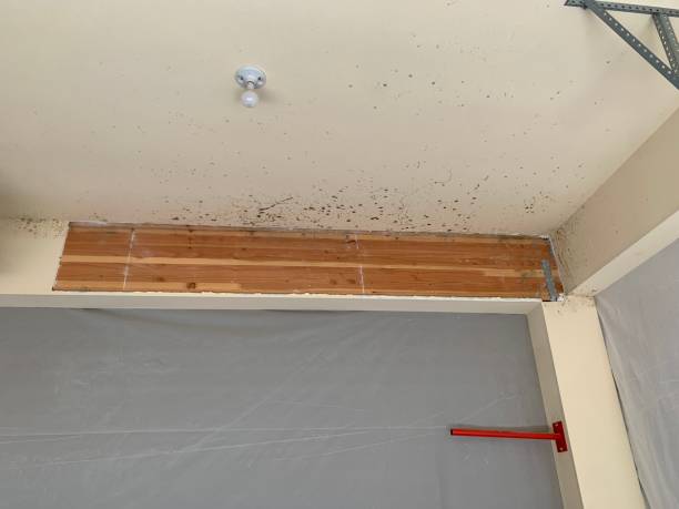 Best Mold Documentation for Insurance Claims  in Louisville, NE