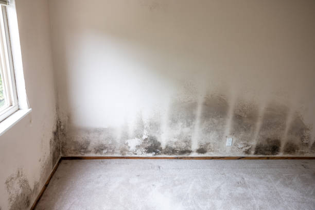 Best Forensic Mold Investigation  in Louisville, NE