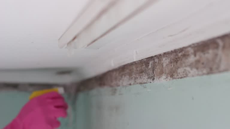 Best Residential Mold Inspection & Testing  in Louisville, NE